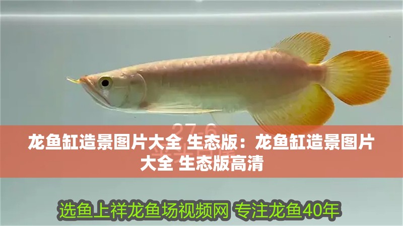 龍魚缸造景圖片大全 生態版：龍魚缸造景圖片大全 生態版高清