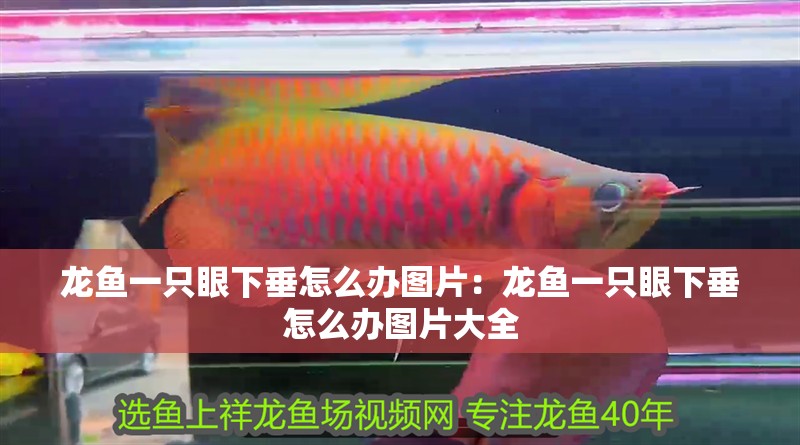 龍魚一只眼下垂怎么辦圖片：龍魚一只眼下垂怎么辦圖片大全