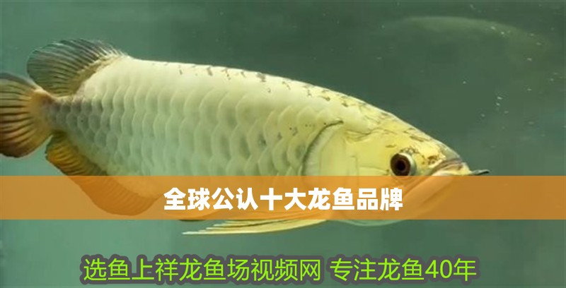 全球公認十大龍魚品牌 龍魚百科 第1張 全球公認十大龍魚品牌 全球公認十大龍魚品牌 龍魚百科 第1張