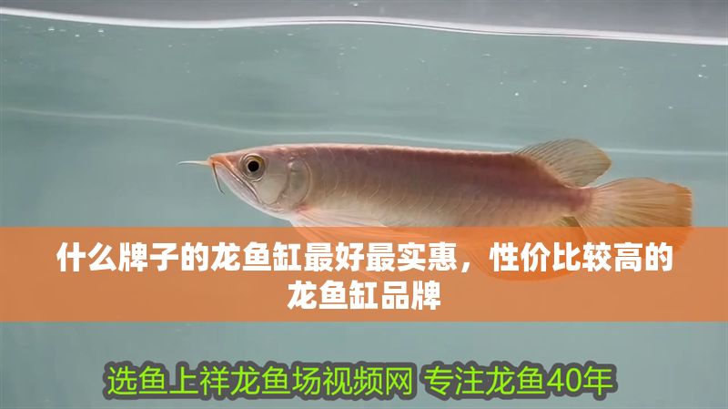 什么牌子的龍魚缸最好最實惠，性價比較高的龍魚缸品牌 什么牌子的龍魚缸最好最實惠，性價比較高的龍魚缸品牌 魚缸百科 第2張