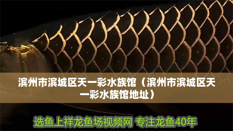 濱州市濱城區(qū)天一彩水族館（濱州市濱城區(qū)天一彩水族館地址）