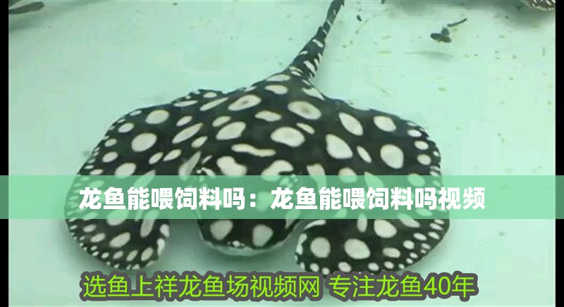 龍魚能喂飼料嗎：龍魚能喂飼料嗎視頻