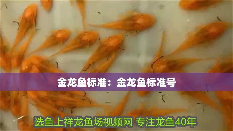 金龍魚標準：金龍魚標準號