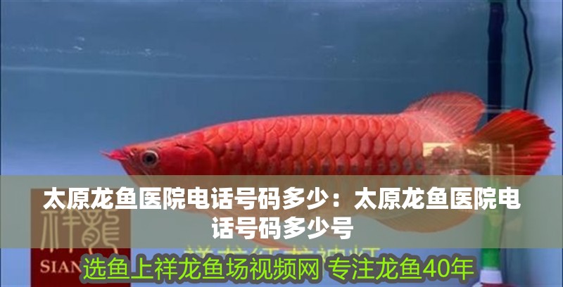 太原龍魚醫(yī)院電話號(hào)碼多少：太原龍魚醫(yī)院電話號(hào)碼多少號(hào)