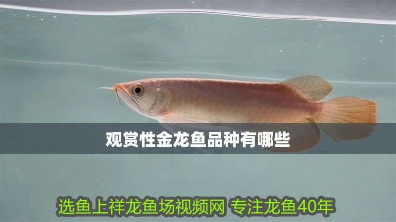 觀賞性金龍魚品種有哪些