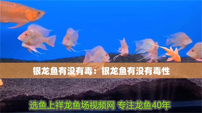 銀龍魚有沒有毒：銀龍魚有沒有毒性