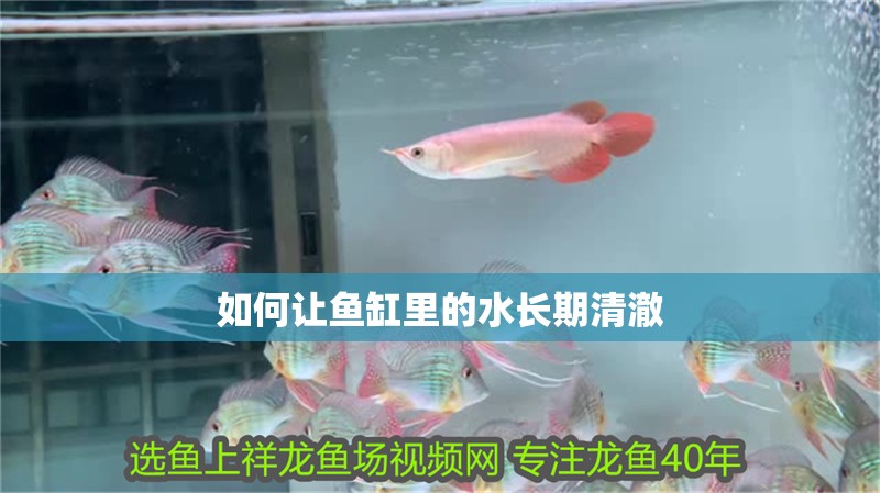 如何讓魚缸里的水長期清澈