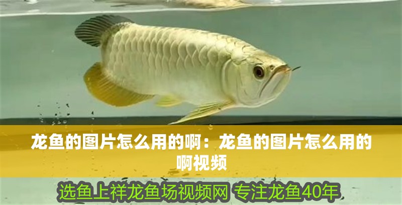 龍魚的圖片怎么用的啊：龍魚的圖片怎么用的啊視頻