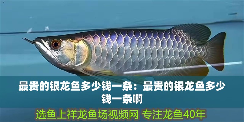 最貴的銀龍魚多少錢一條：最貴的銀龍魚多少錢一條啊