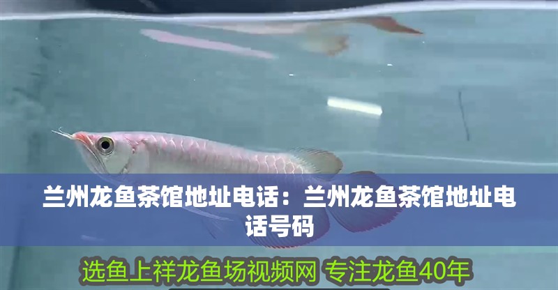 蘭州龍魚茶館地址電話:蘭州龍魚茶館地址電話號碼 水族問答 蘭州龍魚茶館地址電話:蘭州龍魚茶館地址電話號碼 蘭州龍魚茶館地址電話:蘭州龍魚茶館地址電話號碼 水族問答