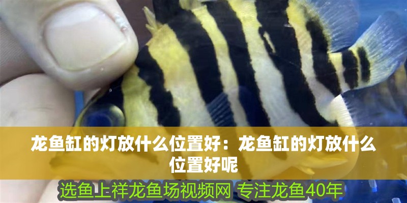 龍魚缸的燈放什么位置好：龍魚缸的燈放什么位置好呢