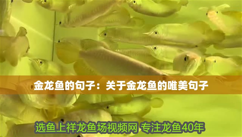 金龍魚的句子：關(guān)于金龍魚的唯美句子