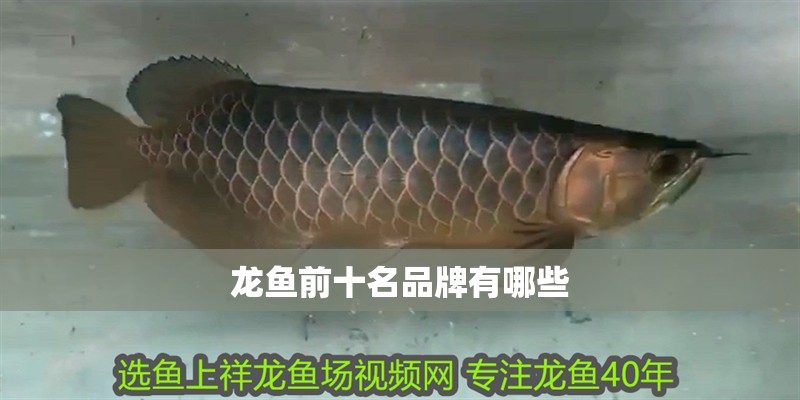 龍魚前十名品牌有哪些
