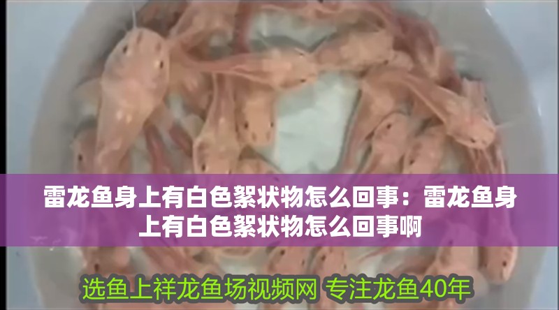 雷龍魚身上有白色絮狀物怎么回事：雷龍魚身上有白色絮狀物怎么回事啊