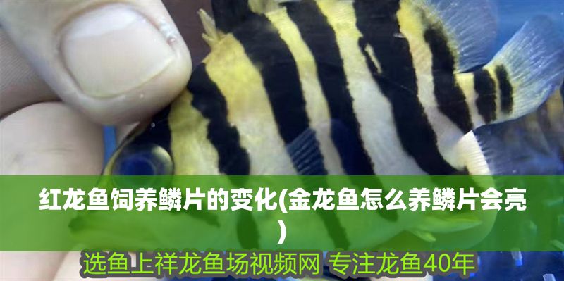 紅龍魚(yú)飼養(yǎng)鱗片的變化(金龍魚(yú)怎么養(yǎng)鱗片會(huì)亮)