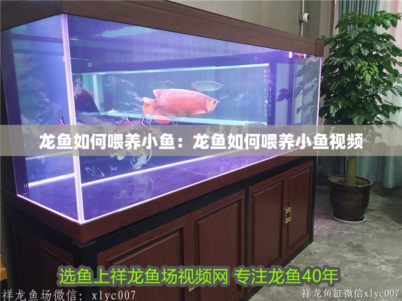 龍魚如何喂養小魚:龍魚如何喂養小魚視頻 水族問答 龍魚如何喂養小魚:龍魚如何喂養小魚視頻 龍魚如何喂養小魚:龍魚如何喂養小魚視頻 水族問答