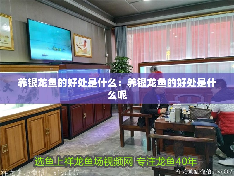 養(yǎng)銀龍魚的好處是什么：養(yǎng)銀龍魚的好處是什么呢 養(yǎng)銀龍魚的好處是什么：養(yǎng)銀龍魚的好處是什么呢 水族問(wèn)答