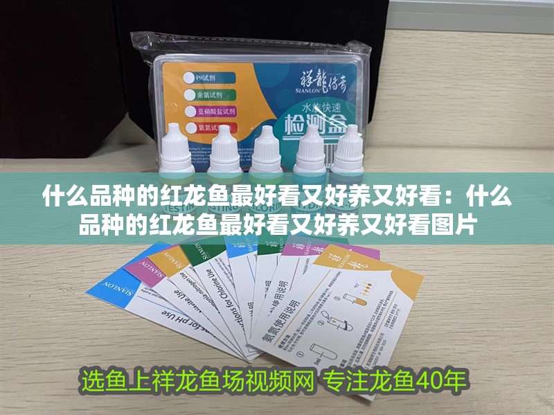 什么品種的紅龍魚最好看又好養又好看：什么品種的紅龍魚最好看又好養又好看圖片