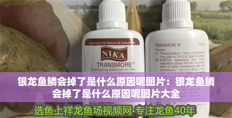 銀龍魚鱗會掉了是什么原因呢圖片：銀龍魚鱗會掉了是什么原因呢圖片大全
