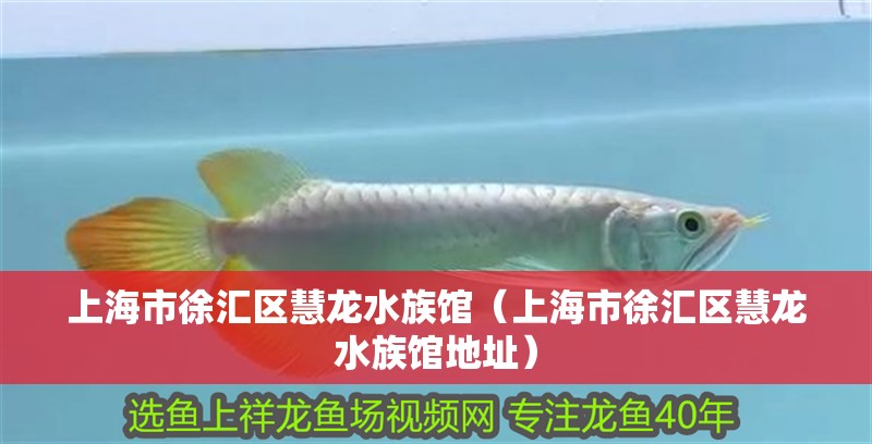 <strong><mark>上海</mark></strong>市徐匯區慧龍水族館（<strong><mark>上海</mark></strong>市徐匯區慧龍水族館地址）