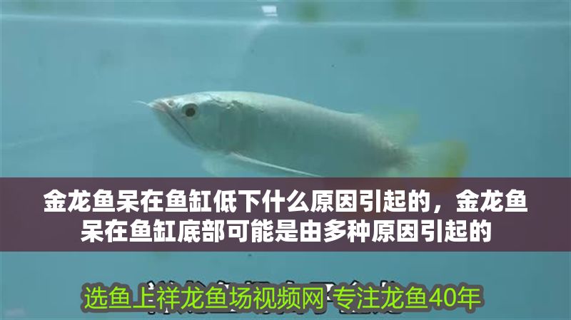 金龍魚呆在魚缸低下什么原因引起的，金龍魚呆在魚缸底部可能是由多種原因引起的