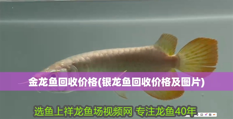 魚缸用增氧泵價(jià)格是多少:魚缸增氧機(jī)-xtrac增氧機(jī)-xtrac增氧機(jī) 金龍魚回收價(jià)格(銀龍魚回收價(jià)格及圖片) 銀龍魚百科 金龍魚回收價(jià)格(銀龍魚回收價(jià)格及圖片) 金龍魚回收價(jià)格(銀龍魚回收價(jià)格及圖片) 銀龍魚百科