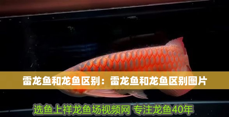 雷龍魚和龍魚區(qū)別：雷龍魚和龍魚區(qū)別圖片