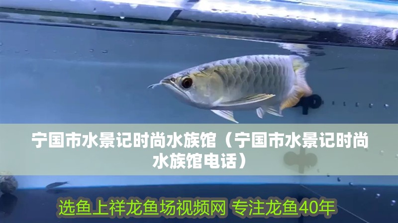 寧國市水景記時尚水族館（寧國市水景記時尚水族館電話） 寧國市水景記時尚水族館（寧國市水景記時尚水族館電話） 全國水族館企業名錄 第1張