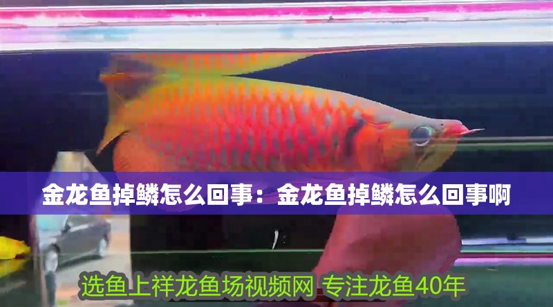 金龍魚掉鱗怎么回事：金龍魚掉鱗怎么回事啊 金龍魚掉鱗怎么回事：金龍魚掉鱗怎么回事啊 水族問答