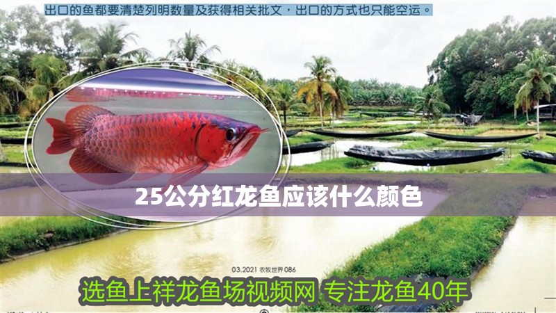 25公分紅龍魚應(yīng)該什么顏色