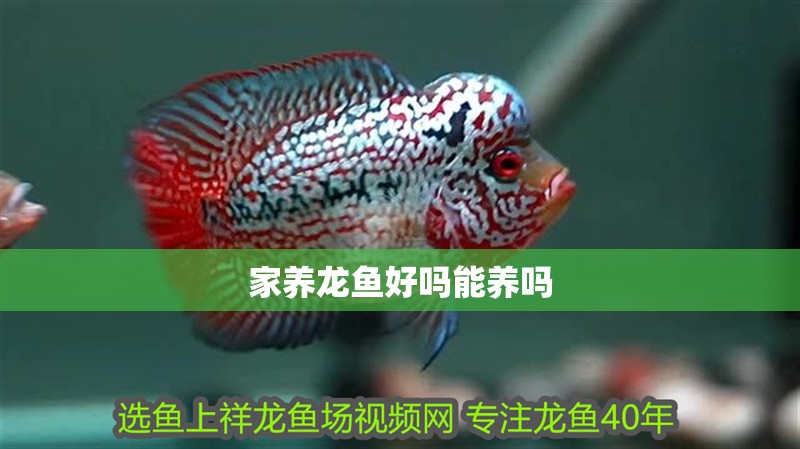 家養龍魚好嗎能養嗎 龍魚百科 第2張 家養龍魚好嗎能養嗎 家養龍魚好嗎能養嗎 龍魚百科 第2張