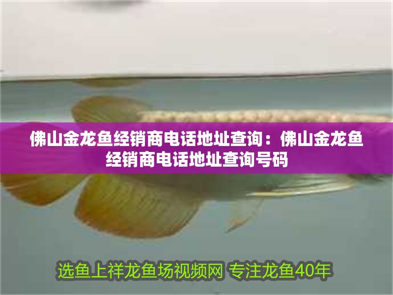 佛山金龍魚經(jīng)銷商電話地址查詢：佛山金龍魚經(jīng)銷商電話地址查詢號(hào)碼 佛山金龍魚經(jīng)銷商電話地址查詢：佛山金龍魚經(jīng)銷商電話地址查詢號(hào)碼 水族問答