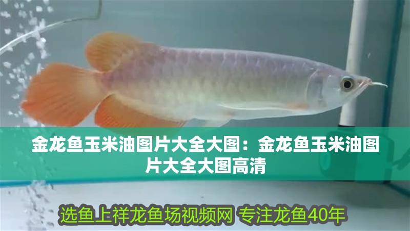 金龍魚(yú)玉米油圖片大全大圖：金龍魚(yú)玉米油圖片大全大圖高清