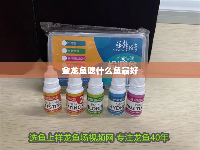 金龍魚吃什么魚最好