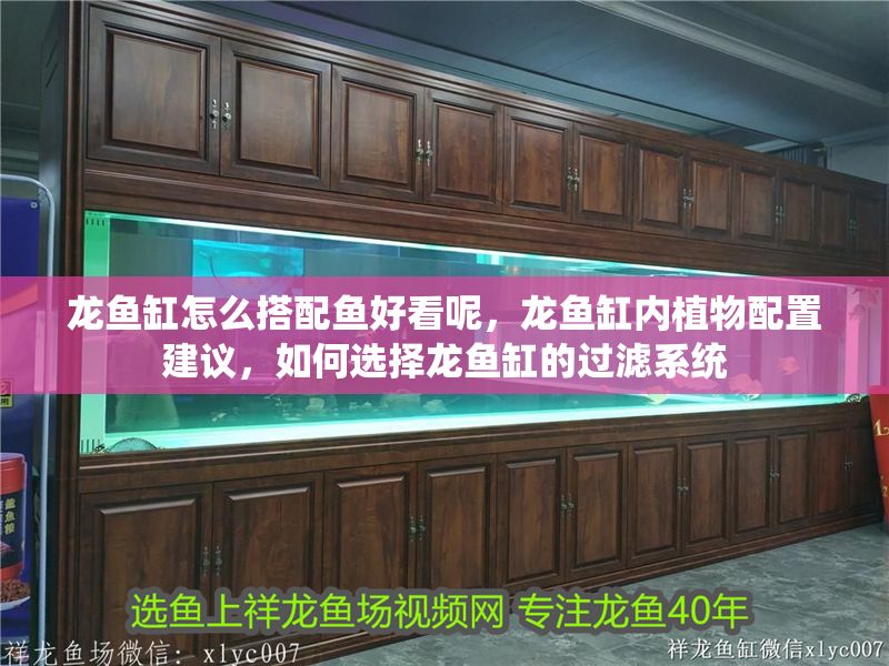 龍魚缸怎么搭配魚好看呢，龍魚缸內植物配置建議，如何選擇龍魚缸的過濾系統