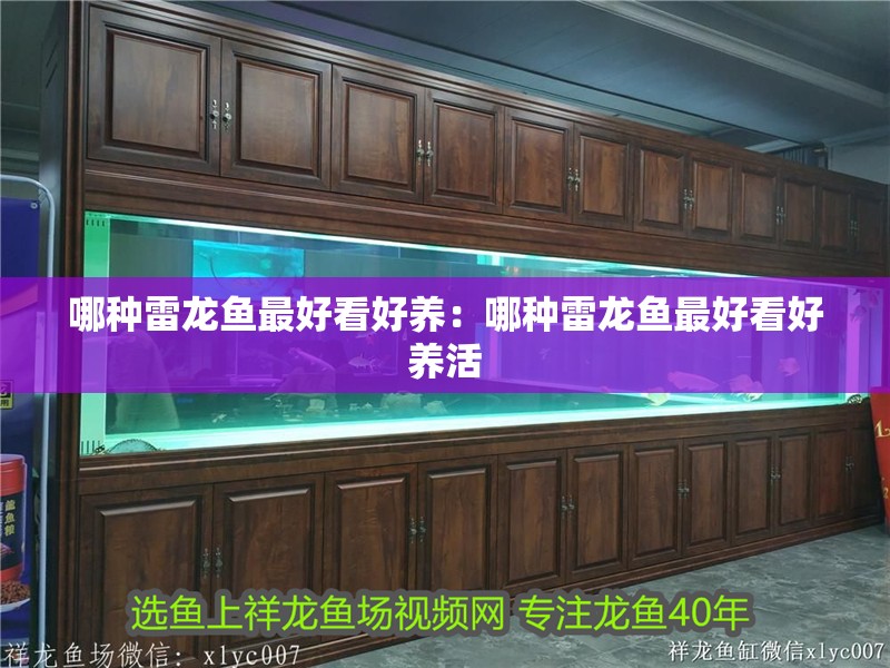 哪種雷龍魚最好看好養：哪種雷龍魚最好看好養活