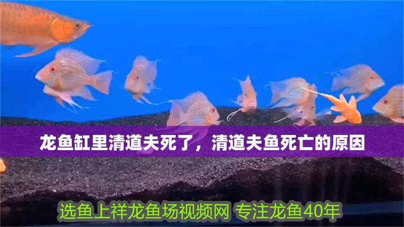 龍魚缸里清道夫死了，清道夫魚死亡的原因