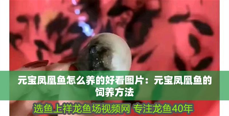元寶鳳凰魚怎么養(yǎng)的好看圖片：元寶鳳凰魚的飼養(yǎng)方法