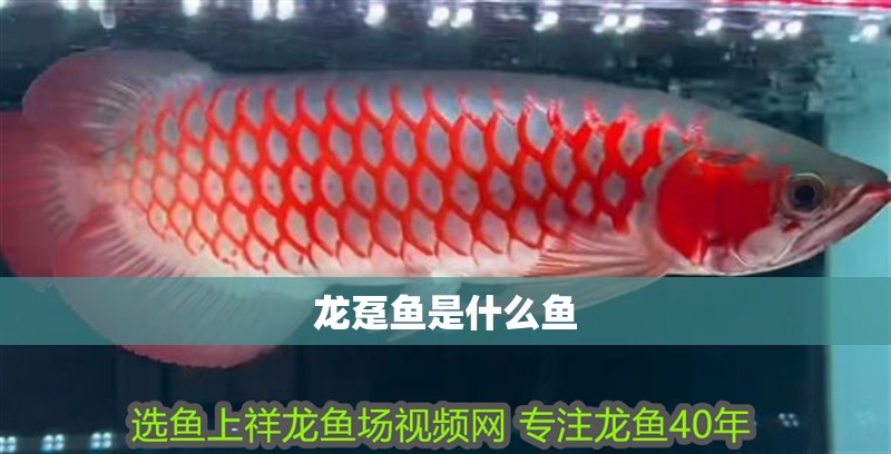 龍躉魚是什么魚