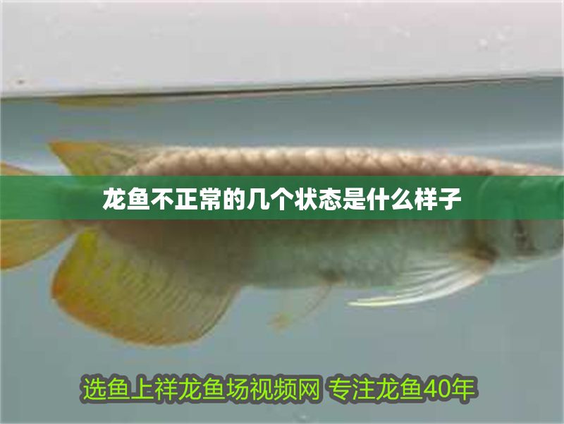 龍魚不正常的幾個狀態(tài)是什么樣子