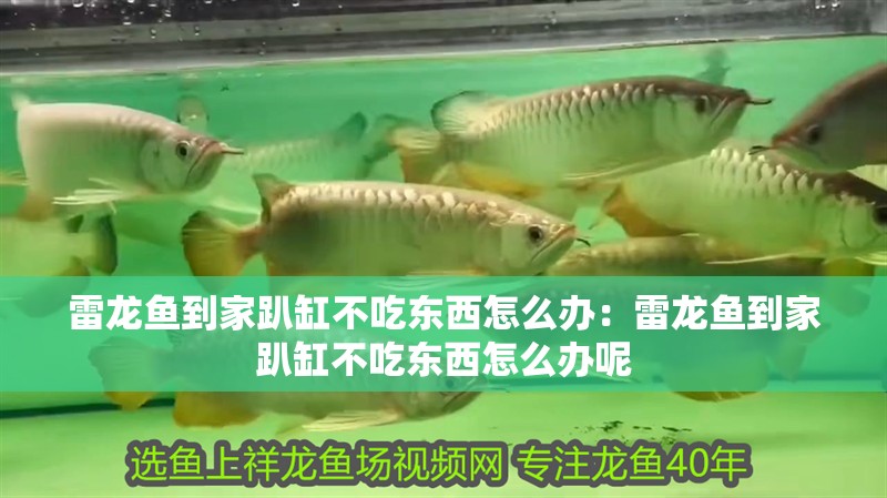 雷龍魚到家趴缸不吃東西怎么辦：雷龍魚到家趴缸不吃東西怎么辦呢 雷龍魚到家趴缸不吃東西怎么辦：雷龍魚到家趴缸不吃東西怎么辦呢 水族問答