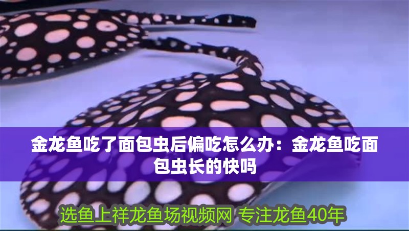 金龍魚吃了面包蟲后偏吃怎么辦：金龍魚吃面包蟲長的快嗎