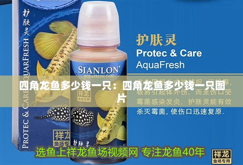 四角龍魚多少錢一只：四角龍魚多少錢一只圖片 四角龍魚多少錢一只：四角龍魚多少錢一只圖片 水族問答