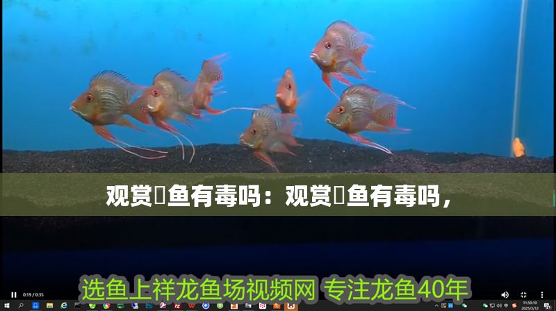 觀賞魟魚有毒嗎：觀賞魟魚有毒嗎，