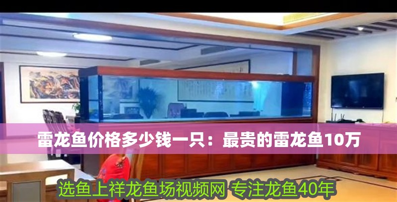 雷龍魚價格多少錢一只：最貴的雷龍魚10萬