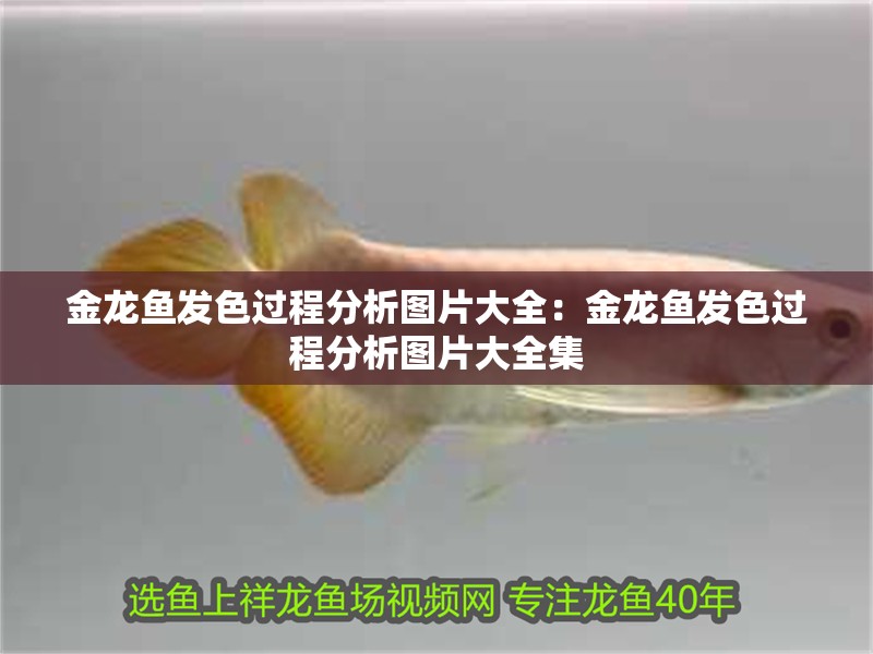 金龍魚發(fā)色過程分析圖片大全：金龍魚發(fā)色過程分析圖片大全集 金龍魚發(fā)色過程分析圖片大全：金龍魚發(fā)色過程分析圖片大全集 水族問答