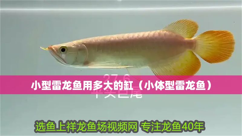 小型雷龍魚(yú)用多大的缸（小體型雷龍魚(yú)）