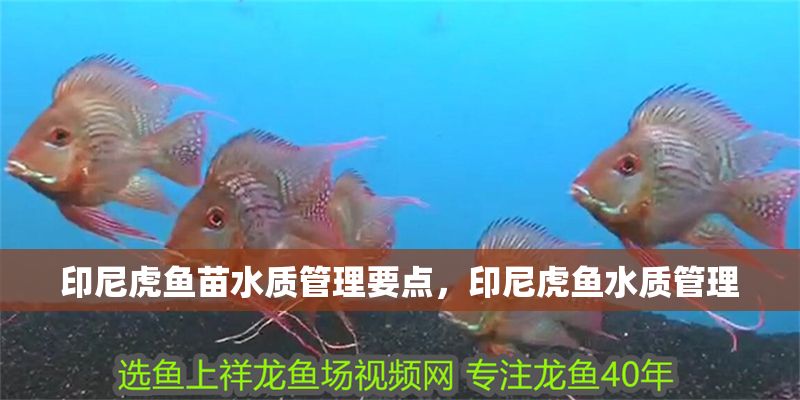 印尼虎魚苗水質管理要點，印尼虎魚水質管理 印尼虎魚苗水質管理要點，印尼虎魚水質管理 虎魚百科 第2張