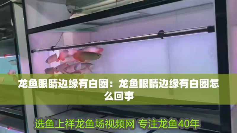 龍魚眼睛邊緣有白圈:龍魚眼睛邊緣有白圈怎么回事 水族問答 龍魚眼睛邊緣有白圈:龍魚眼睛邊緣有白圈怎么回事 龍魚眼睛邊緣有白圈:龍魚眼睛邊緣有白圈怎么回事 水族問答