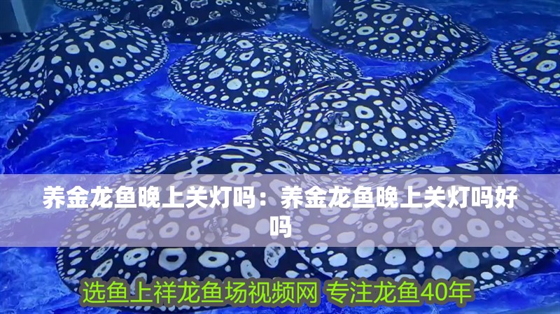 養金龍魚晚上關燈嗎：養金龍魚晚上關燈嗎好嗎